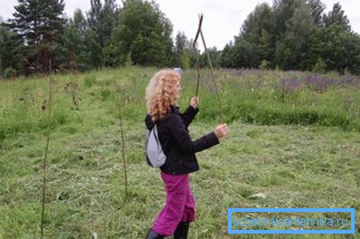 Wyszukiwanie wody przez wiklinę Wyszukiwanie wody przez wiklinę