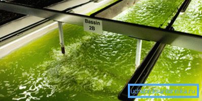 Produkcja biopaliw z alg Produkcja biopaliw z alg