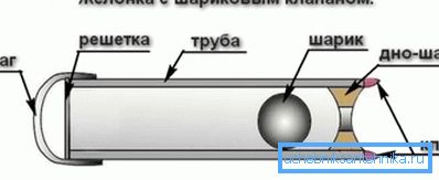 Odmiany golonki Odmiany golonki