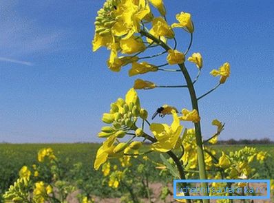 Nasiona rzepaku są bogate w olej roślinny, który służy do produkcji biopaliw Nasiona rzepaku są bogate w olej roślinny, który służy do produkcji biopaliw