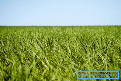 Surowiec do produkcji biopaliw jest ekologiczny