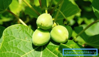 Jatropha - potencjalna roślina na biopaliwa Jatropha - potencjalna roślina na biopaliwa